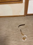 IMG_5794.jpg
