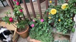 IMG_7453.JPG